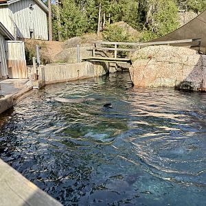 South African furseal