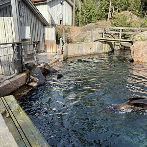 South African furseal