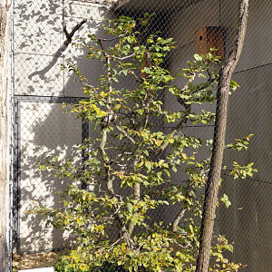 Eurasian pygmy owl exhibit