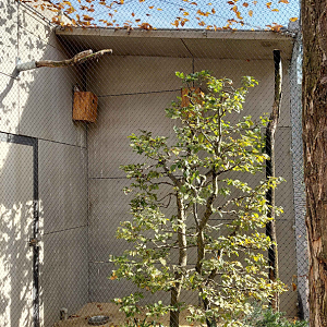 Eurasian pygmy owl exhibit