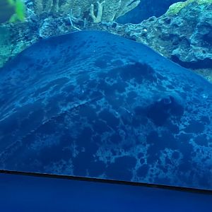 Round Ribbontail Ray