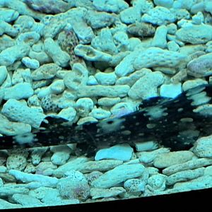 Whitespotted Bamboo Shark Pup