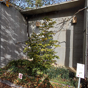 Eurasian scops owl exhibit