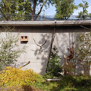 Northern hawk-owl exhibit