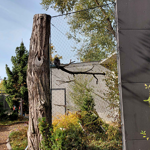 Northern hawk-owl exhibit