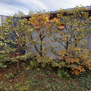 Long-eared owl exhibit