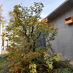 Long-eared owl exhibit