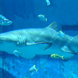 Grey Nurse Shark