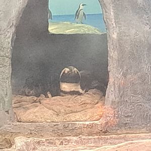 African Penguin