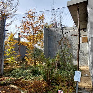 Great grey owl exhibit