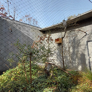 Great grey owl exhibit