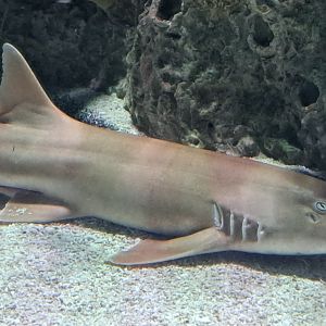 Brownbanded Bamboo Shark