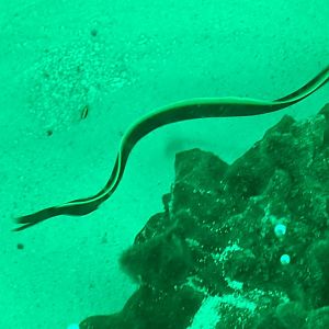Ribbon Eel