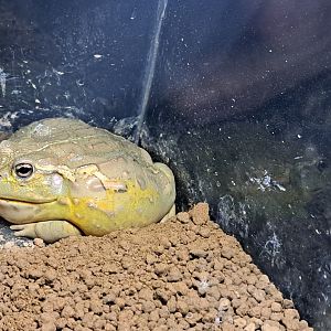African Bullfrog