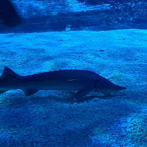 Amur Sturgeon