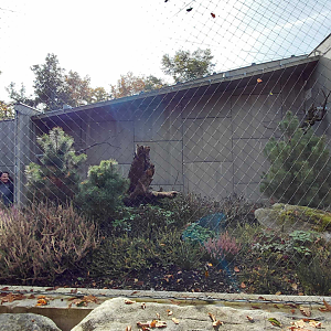 Short-eared owl exhibit