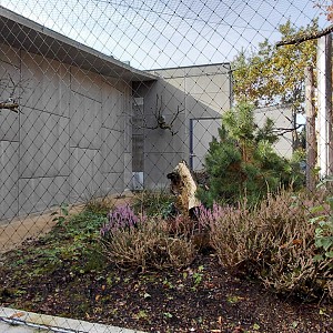 Short-eared owl exhibit
