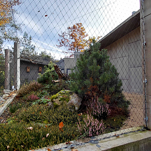Short-eared owl exhibit