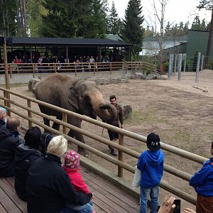 Asian elephant demonstration 2015