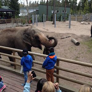 Asian elephant demonstration 2015