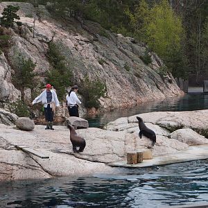 Seal demonstration 2015