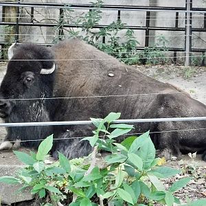 American Bison (Bison bison) October 18, 2025