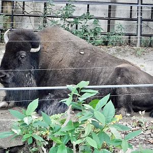 American Bison (Bison bison) October 18, 2025