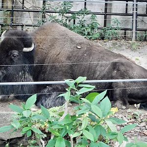 American Bison (Bison bison) October 18, 2025