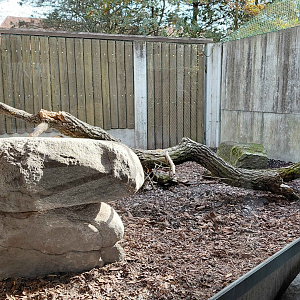 European badger exhibit