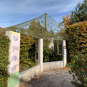 European wildcat exhibit