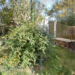 European wildcat exhibit