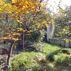 European wildcat exhibit