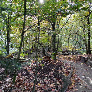 Czech forest - walkthrough aviary