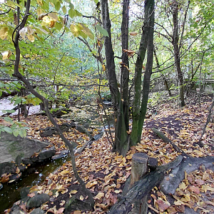 Czech forest - walkthrough aviary