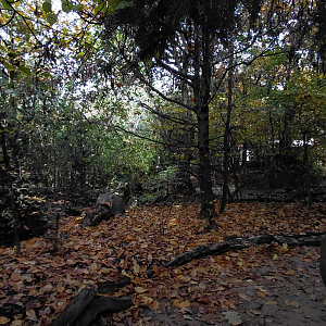 Czech forest - walkthrough aviary