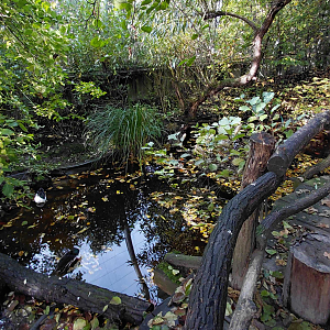 Czech forest - walkthrough aviary