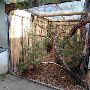 Czech forest - woodpecker+squirrel exhibit