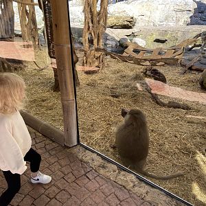 Hamadryas baboon 2022