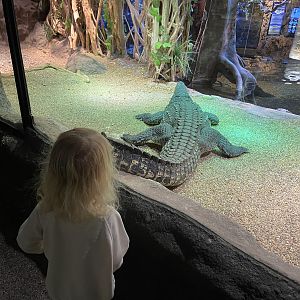 Cuban crocodile 2022