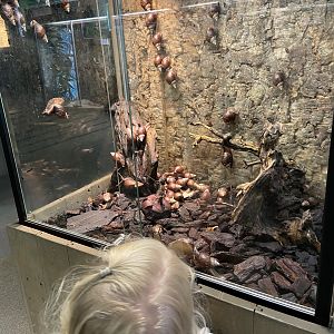 Giant African landsnails 2022