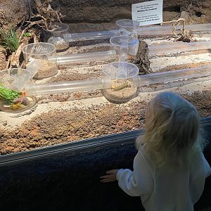 Naked molerats - Old exhibith 2022