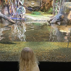 Cuban crocodile 2022