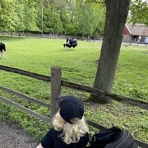 Swedish lowland cattle 2022