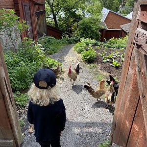 Heritage breed hens 2022