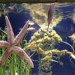 Seastar and Macroramphosus 2016