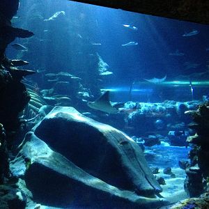 Sharks and rays 2016