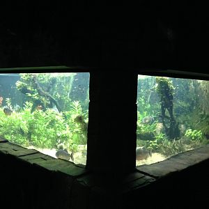 Red bellied pirhanas 2016