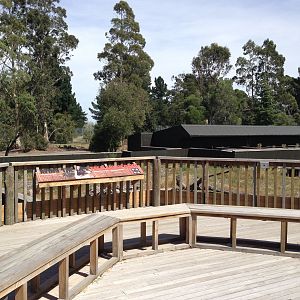 Tasmanian devil complex 2016