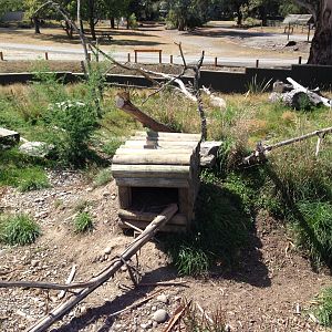 Tasmanian devil complex 2016