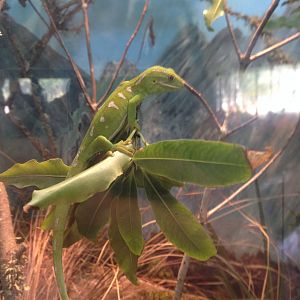 New Zealand green gecko 2016